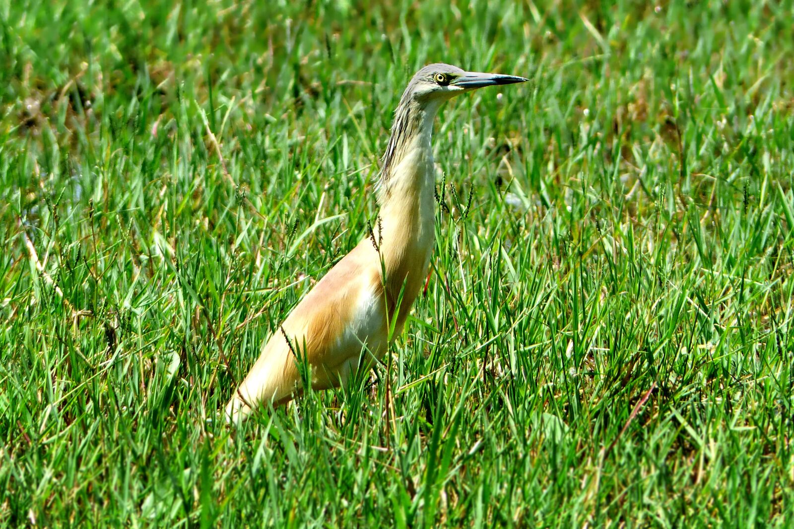 Panasonic Lumix DMC-FZ200 sample photo. Nature, grass, bird photography