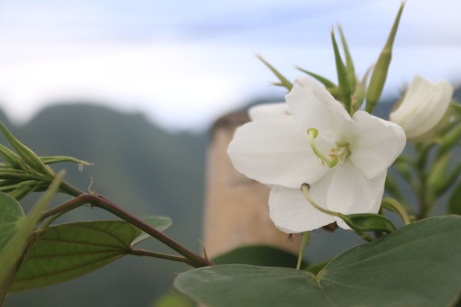 Canon EOS 70D sample photo