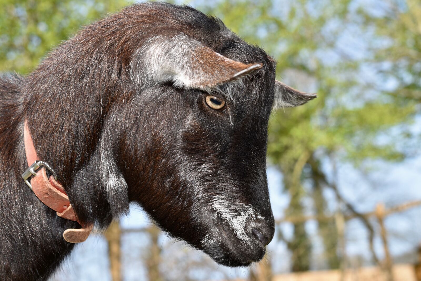 Nikon D5600 sample photo. Goat, portrait of goat photography