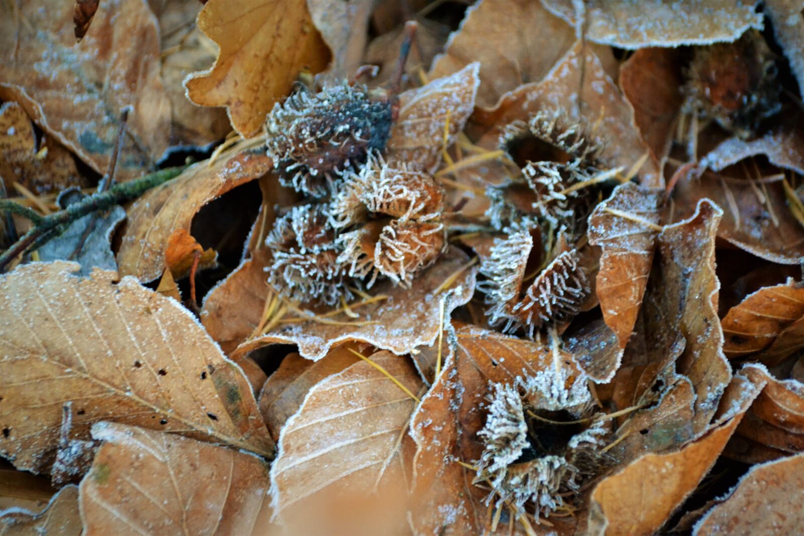 Nikon D3100 sample photo. Autumn, beech, foliage, forest photography