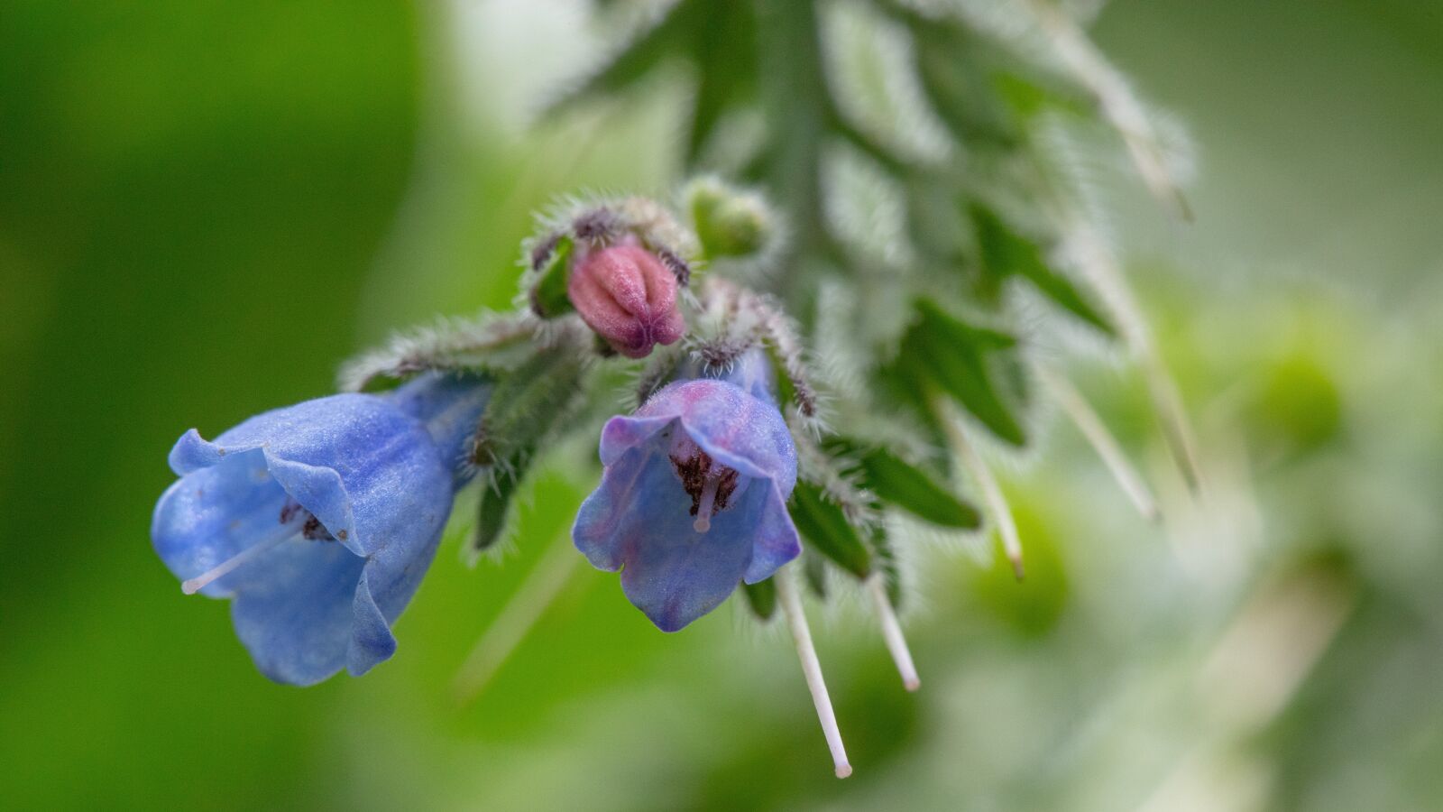 Canon EOS 5DS sample photo. Macro, flower, flowers photography