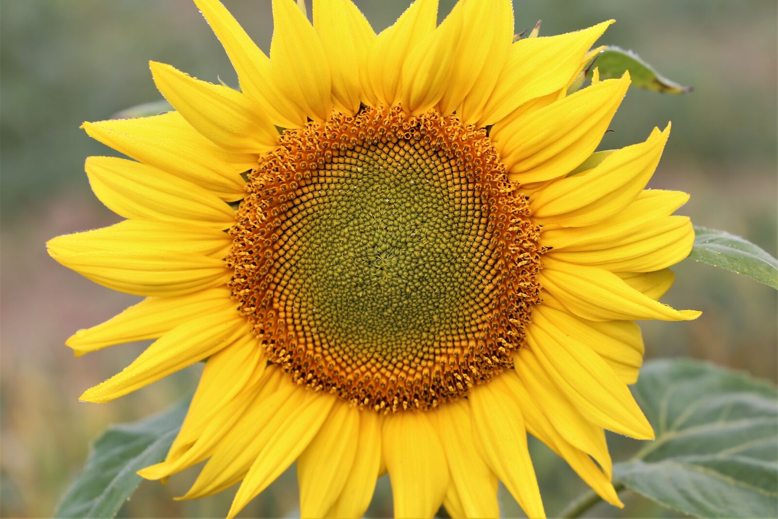 Canon EOS 6D sample photo. Sunflower, plant, flower photography