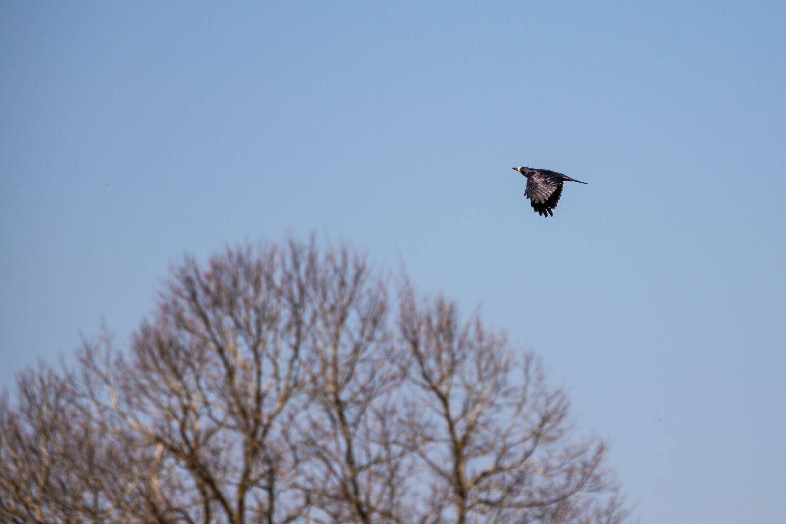 Canon EOS 6D Mark II sample photo. Crow, flight, black photography