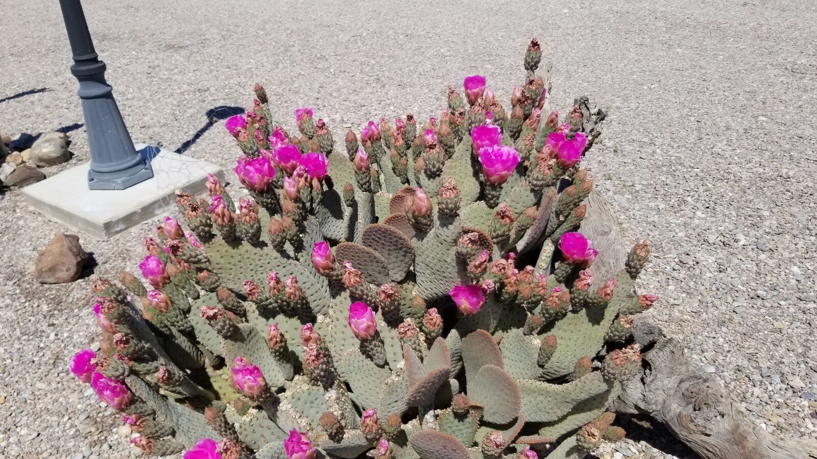Samsung Galaxy S8 sample photo. Cactus bloom, hot pink photography