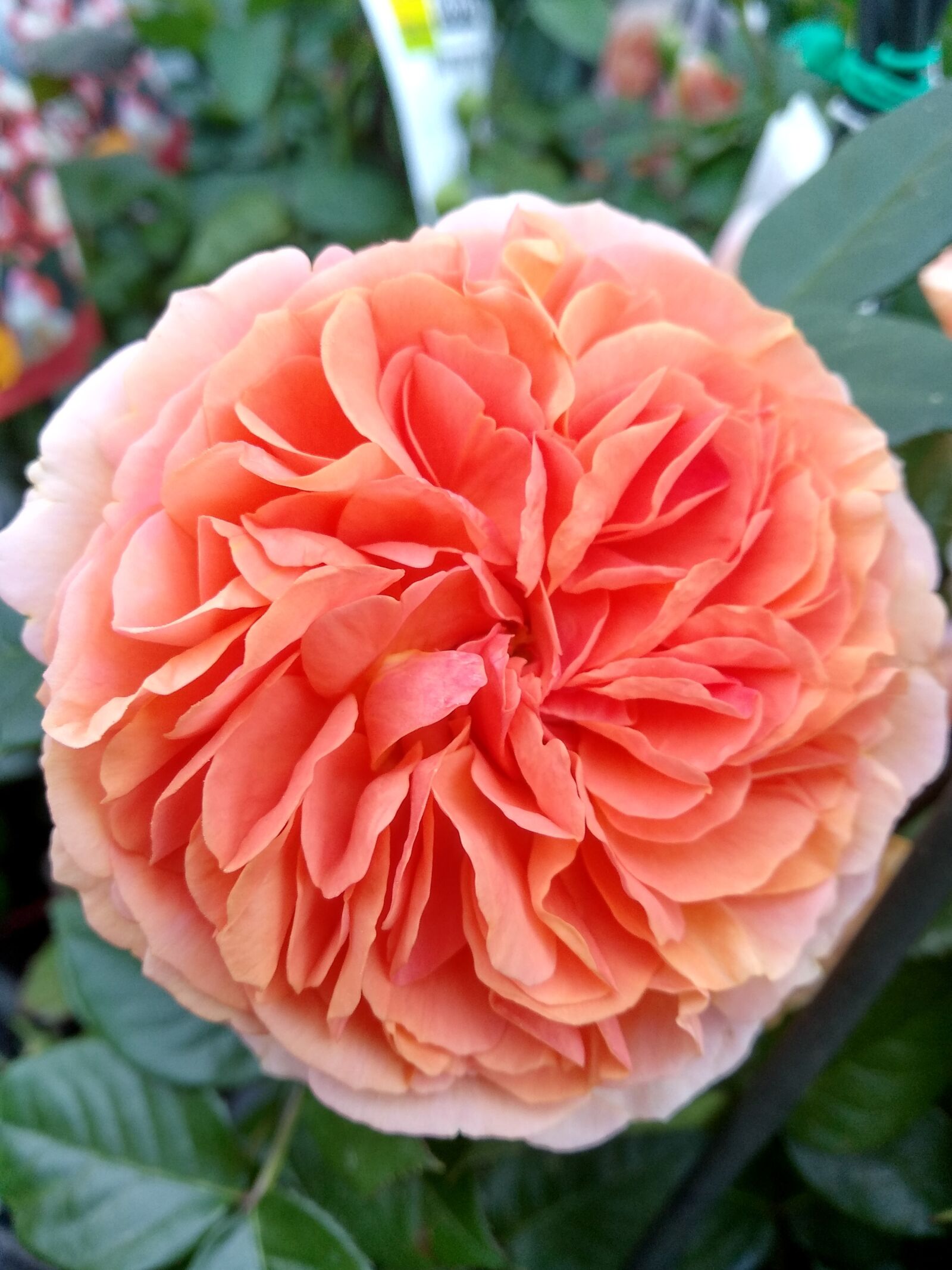 Xiaomi Redmi 5 Plus sample photo. Flower, rose, nature photography
