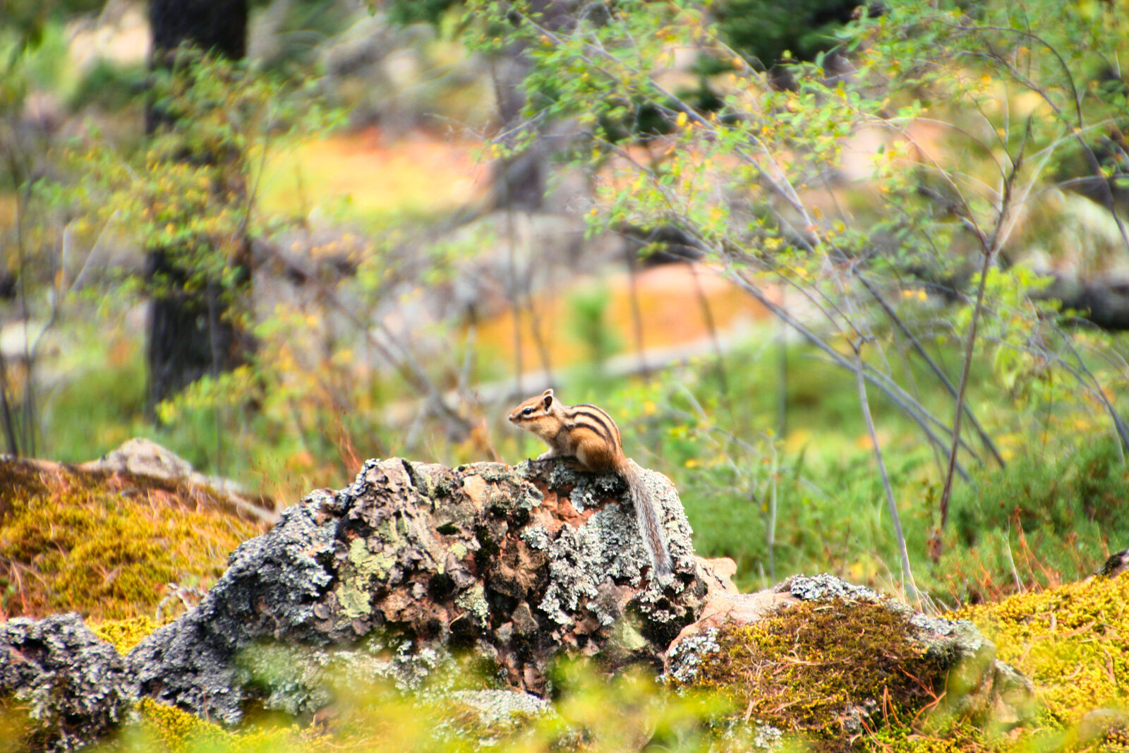 Canon EOS 7D sample photo. Beige, and, black, chipmunk photography