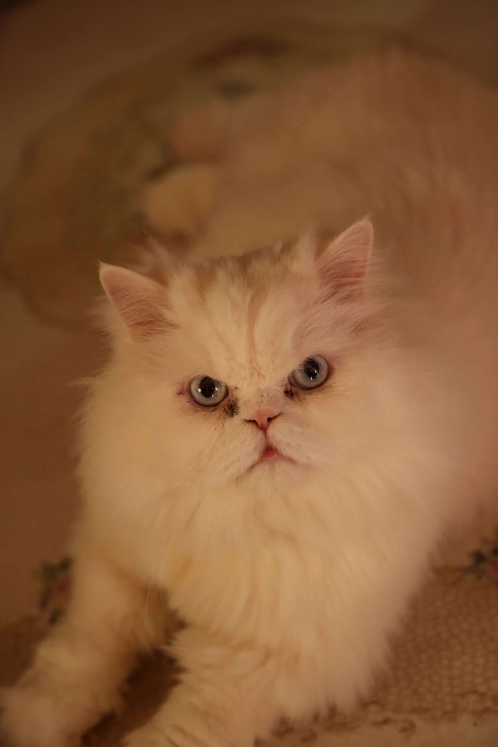 Canon EF 24-105mm F4L IS USM sample photo. Cat, techy, animal photography