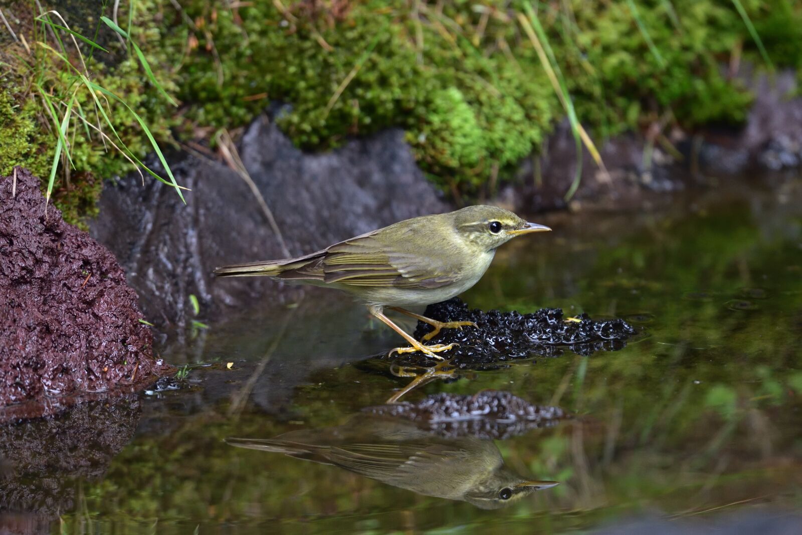 Nikon D810 sample photo. Natural, outdoors, bird photography