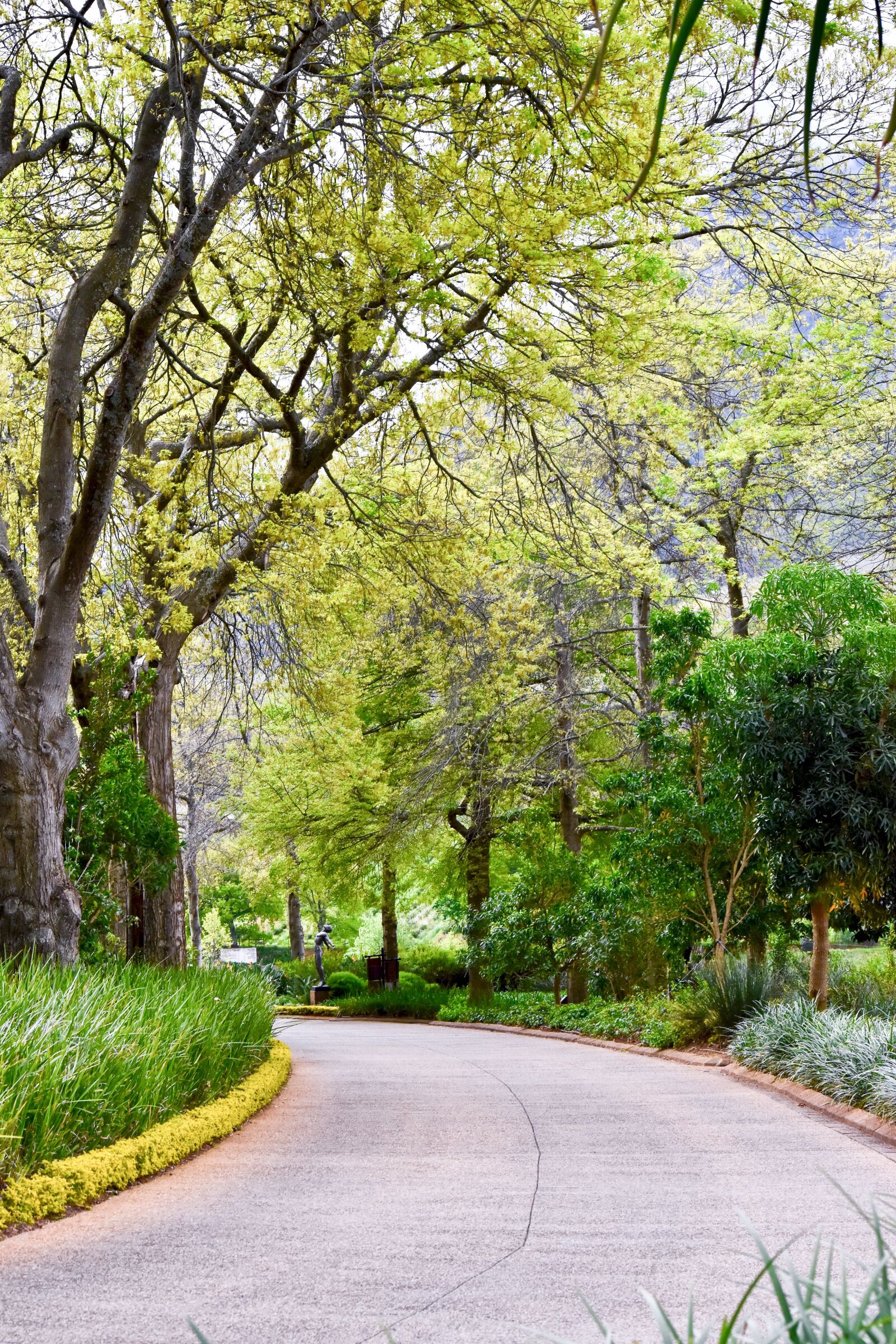 Nikon D5500 sample photo. Tree, nature, road photography