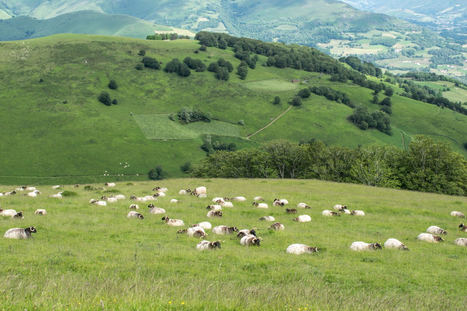 Nikon D3300 sample photo. Spain, santiago path, road photography