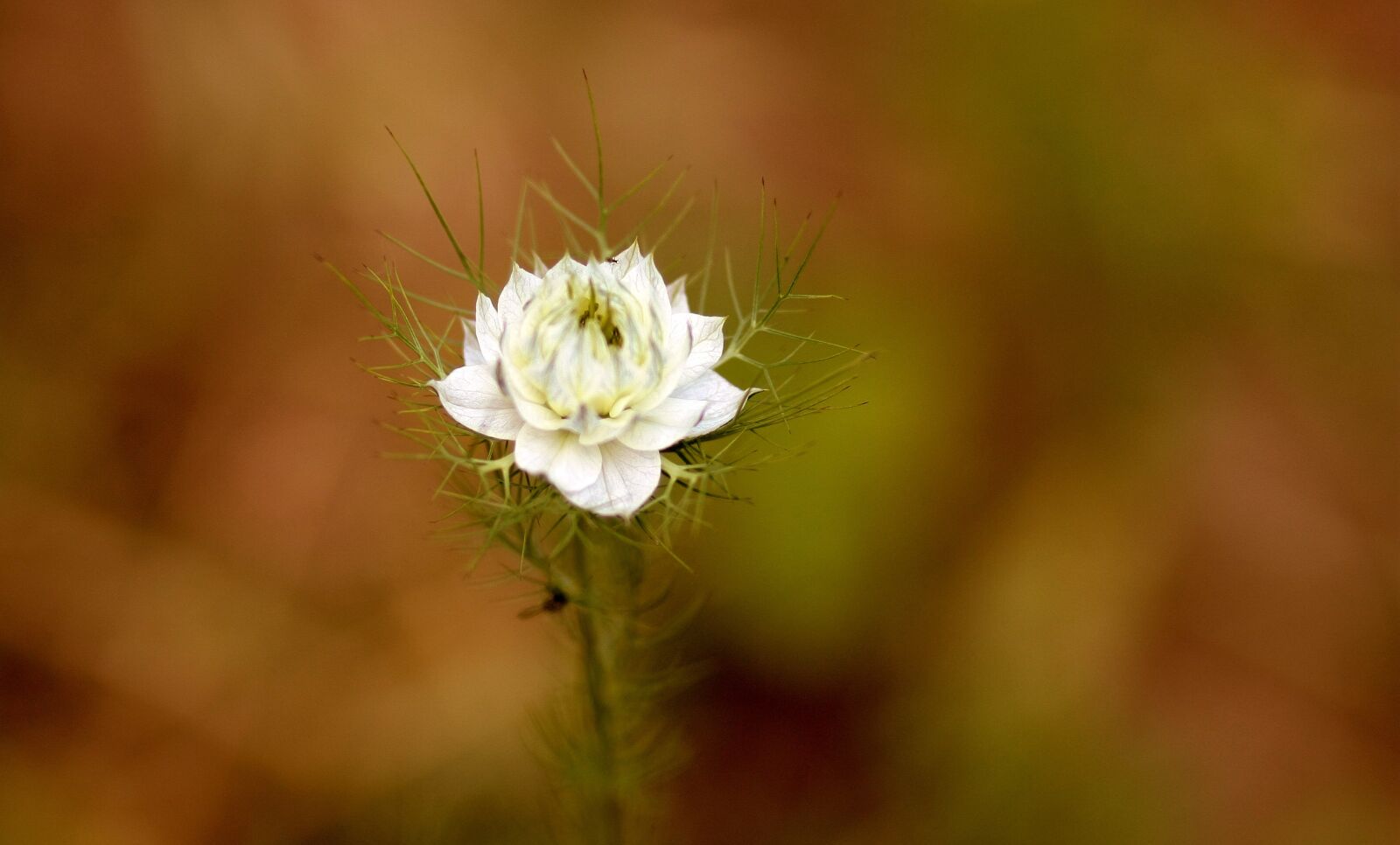 Canon EOS 450D (EOS Rebel XSi / EOS Kiss X2) sample photo. Cornflower, flower, white photography