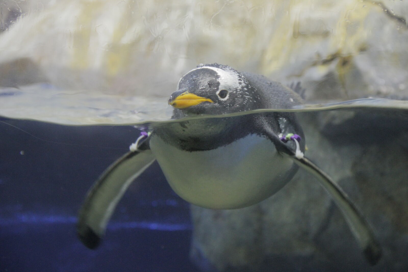 Canon EOS 7D sample photo. Aquarium, penguin, water photography