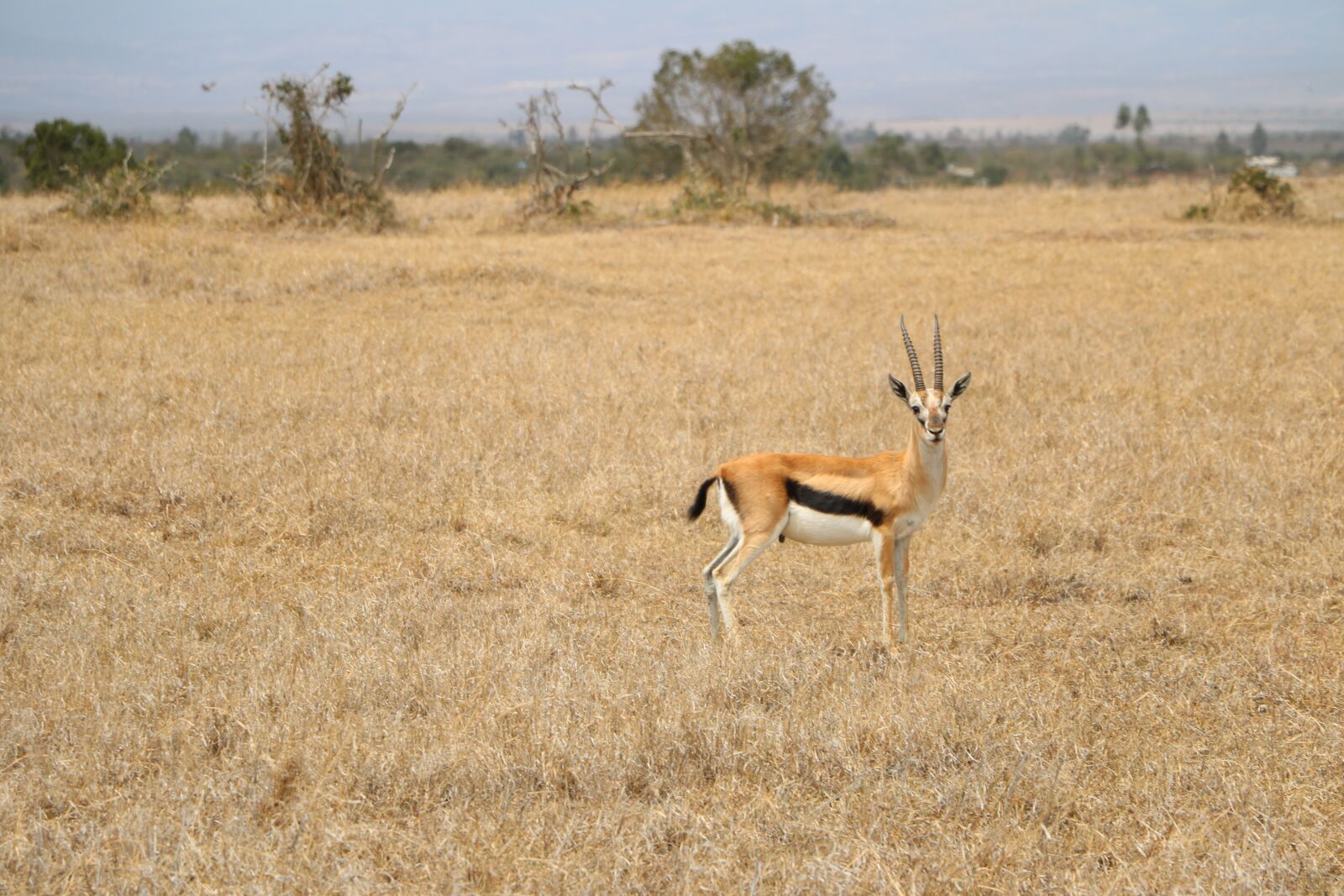 Canon EOS 760D (EOS Rebel T6s / EOS 8000D) sample photo. Safari, antelope, wildlife photography