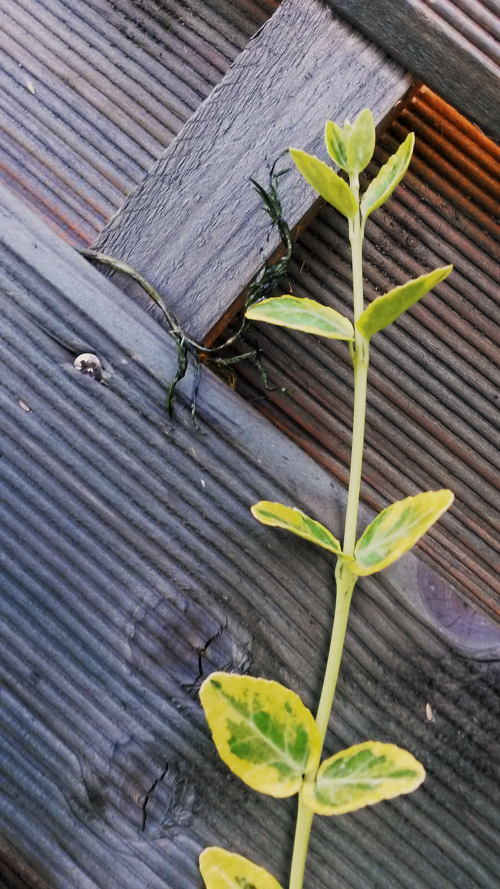 Samsung Galaxy S4 Mini sample photo. Green, nature, plant photography