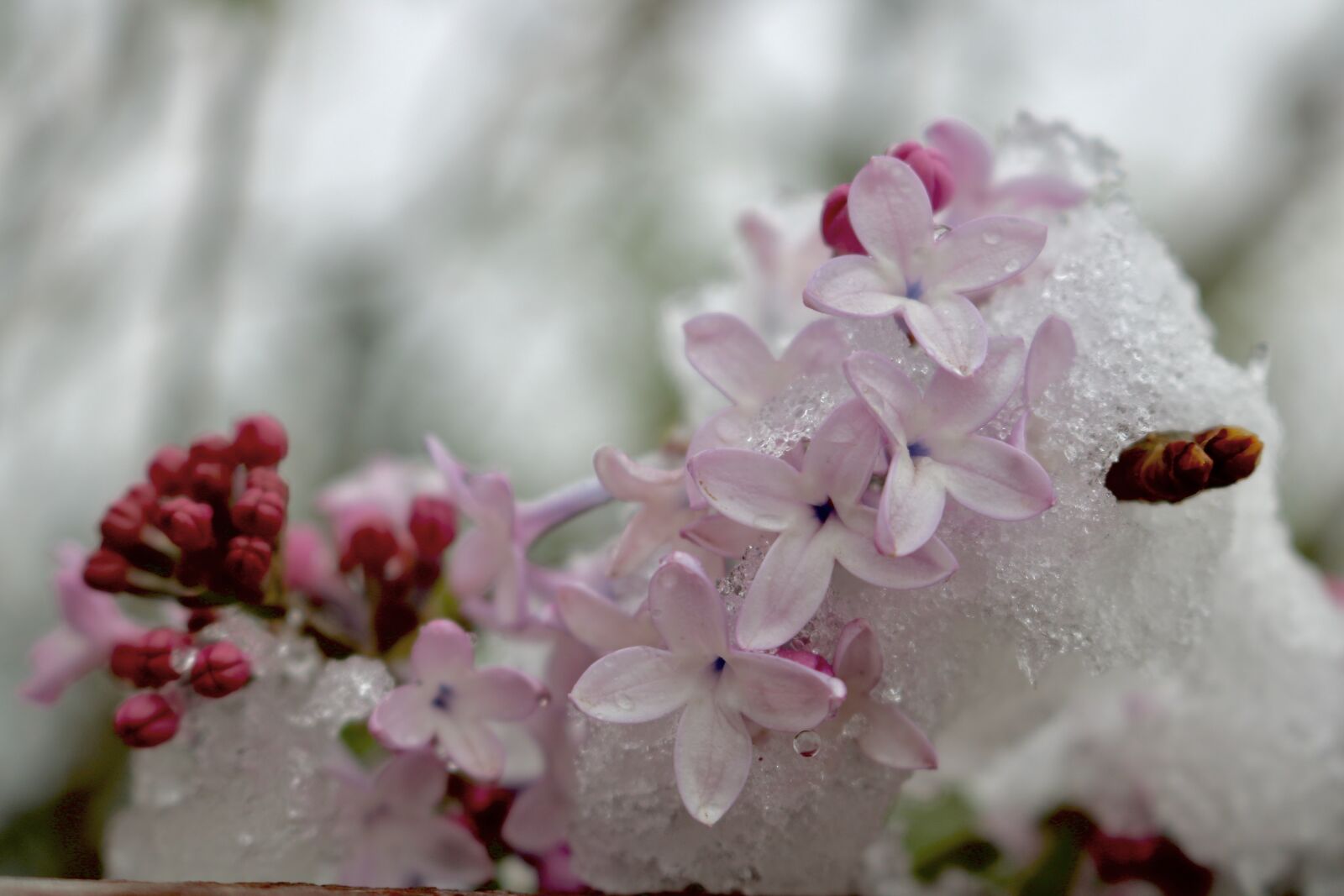 Canon EOS 750D (EOS Rebel T6i / EOS Kiss X8i) sample photo. Flower, nature, plant photography