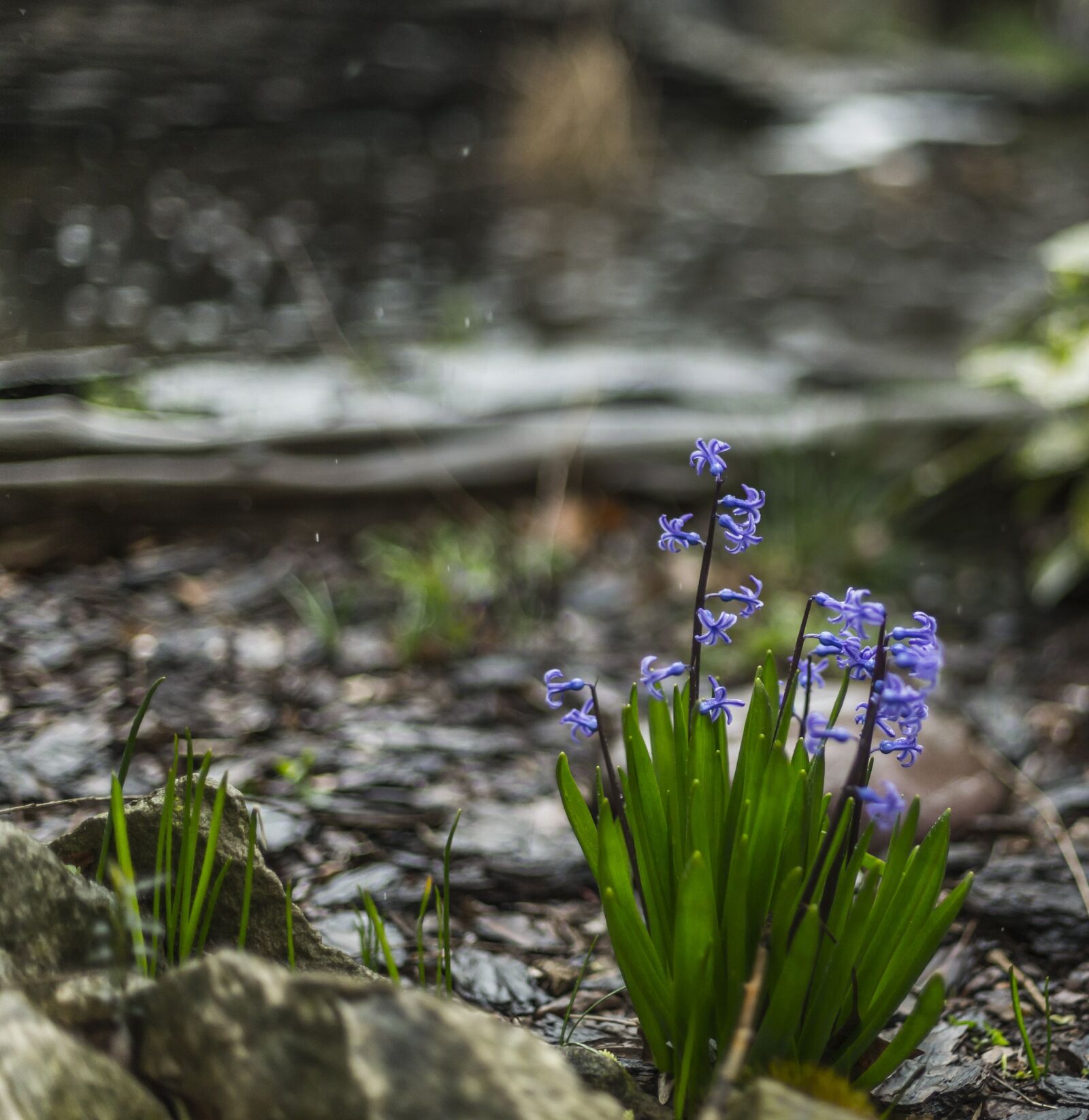 Canon EOS-1D X sample photo. Hyacinthus, flower, green photography