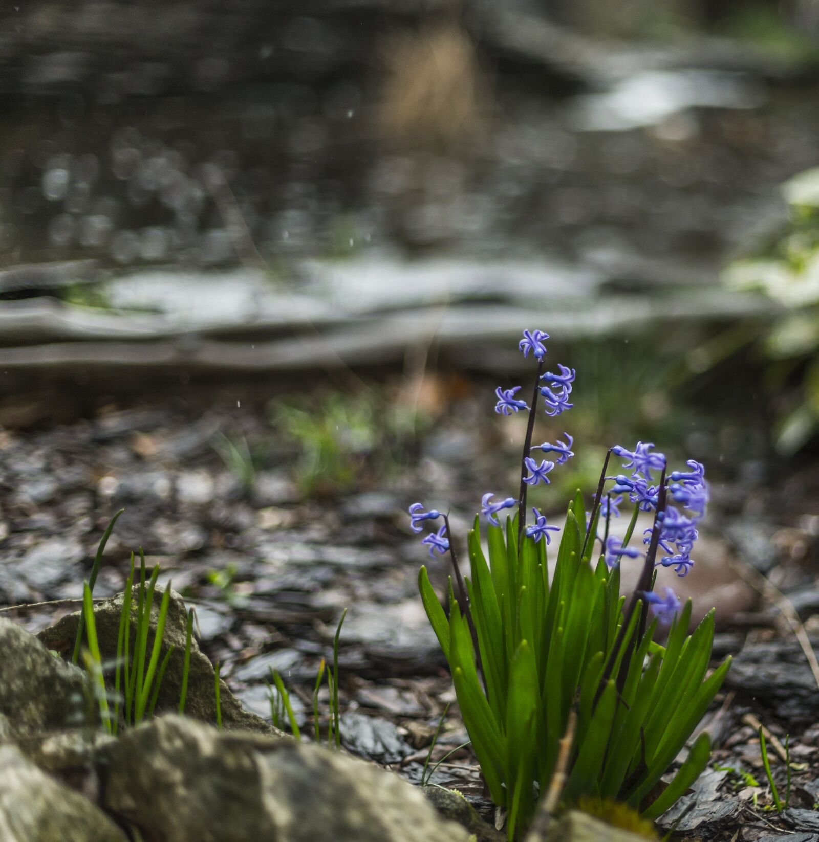 Canon EOS-1D X + Canon EF 50mm F1.4 USM sample photo. Hyacinthus, flower, green photography