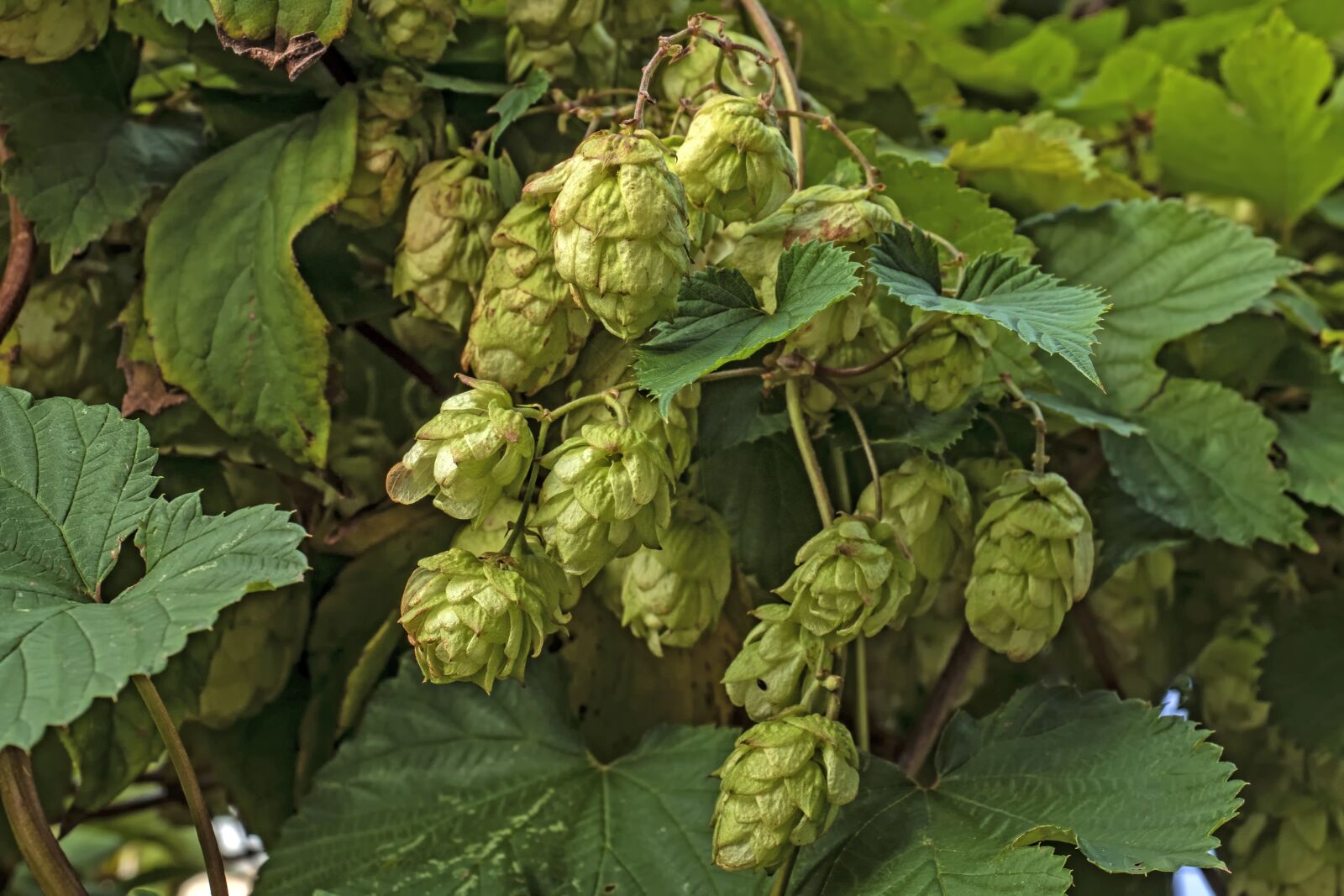 Olympus OM-D E-M5 II + Olympus M.Zuiko Digital ED 12-40mm F2.8 Pro sample photo. Hops, plant, hops flower photography