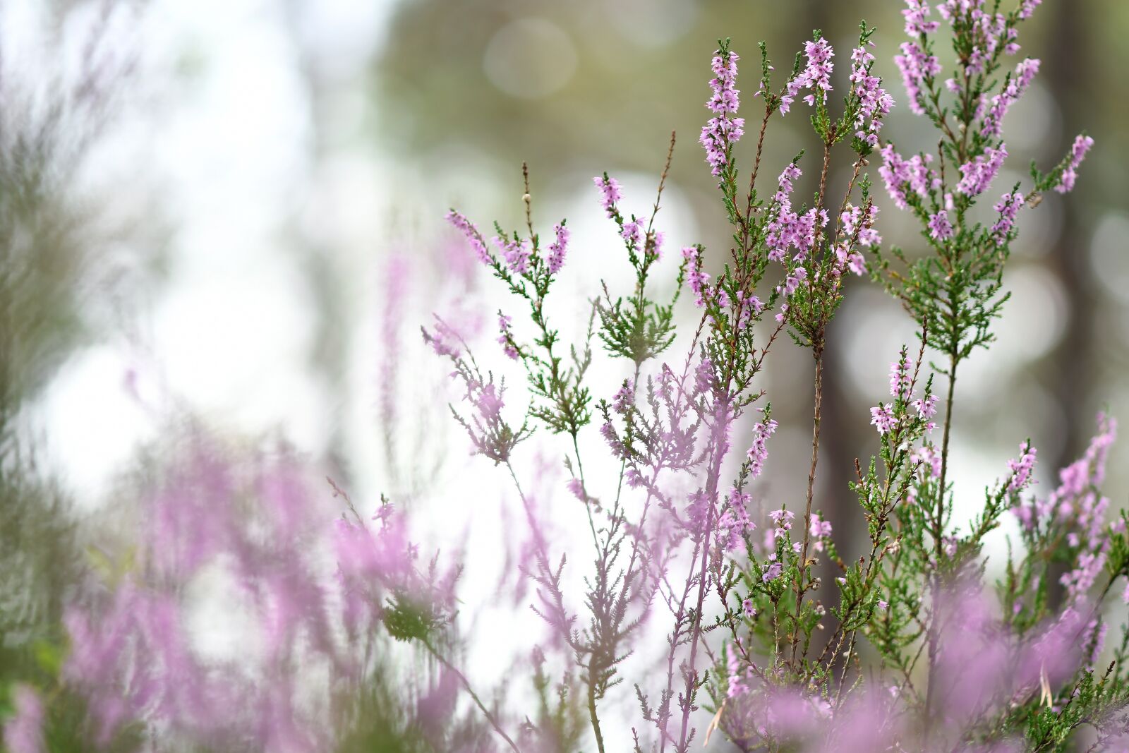 Nikon D500 sample photo. Heide, heather, heathland photography