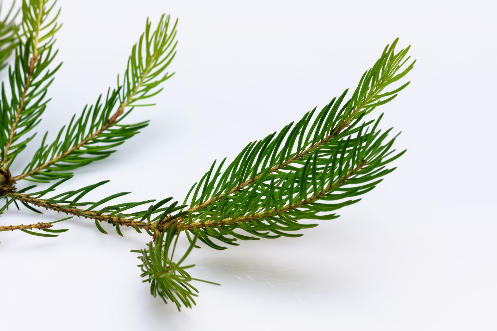 Nikon D7200 sample photo. Spruce, branch, conifer photography