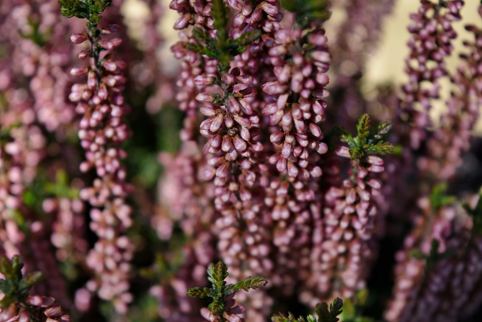 Nikon D5500 sample photo. Garden, flower, leaf, shrub photography