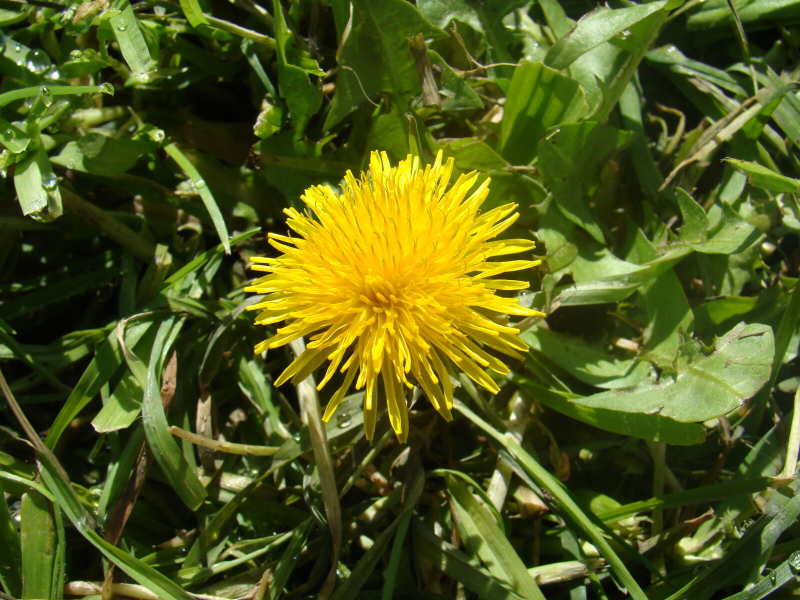 Sony DSC-H9 sample photo