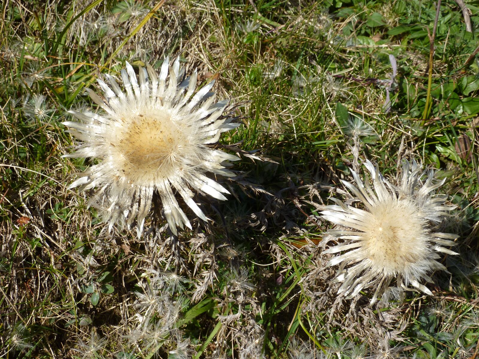 Panasonic Lumix DMC-ZS1 (Lumix DMC-TZ6) sample photo. Nature, thistles, wild flower photography