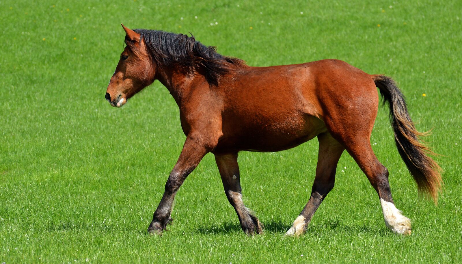 Nikon D3200 sample photo. Horse, coupling, meadow photography