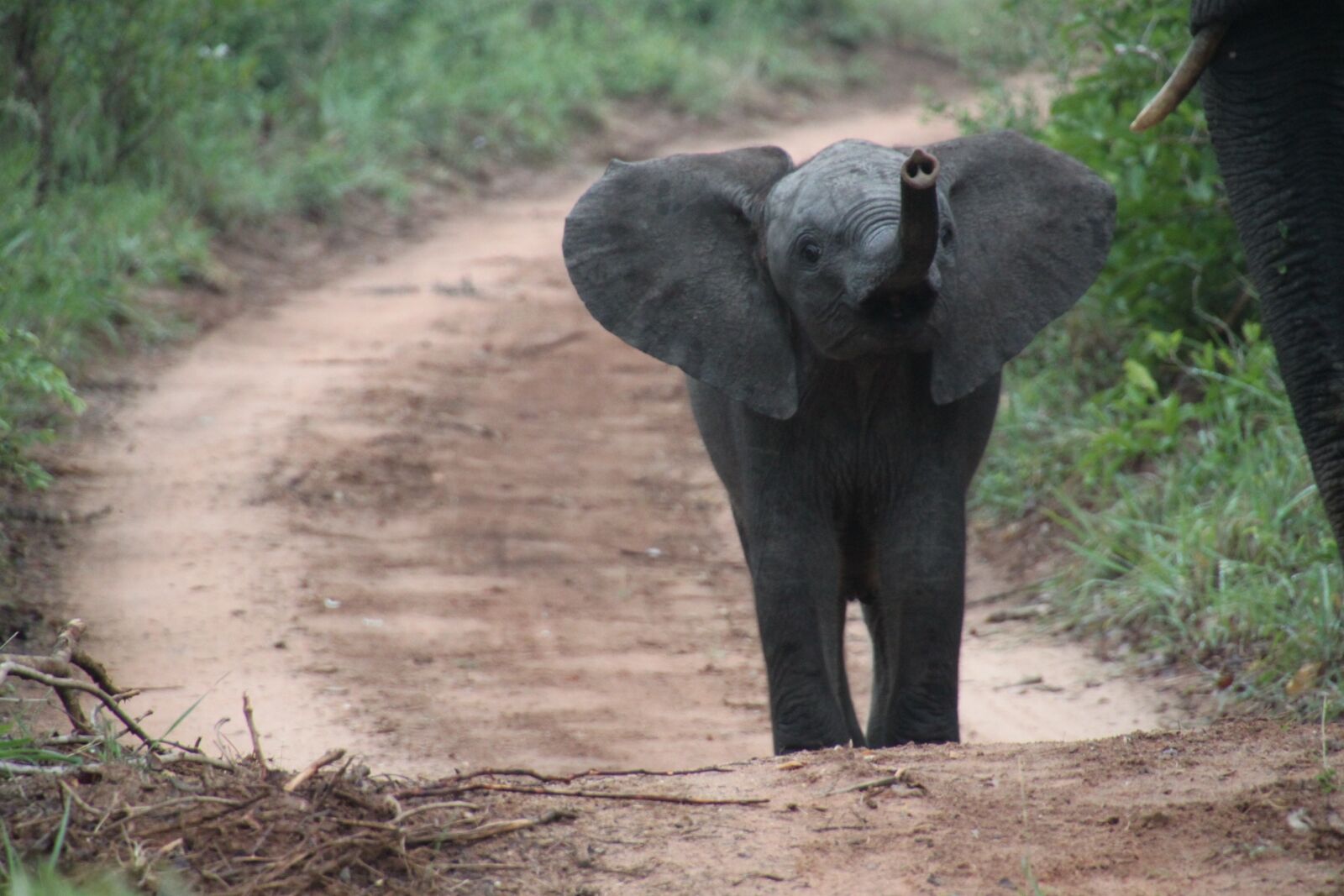 Canon EOS 500D (EOS Rebel T1i / EOS Kiss X3) sample photo. Nature, african elephant, south photography