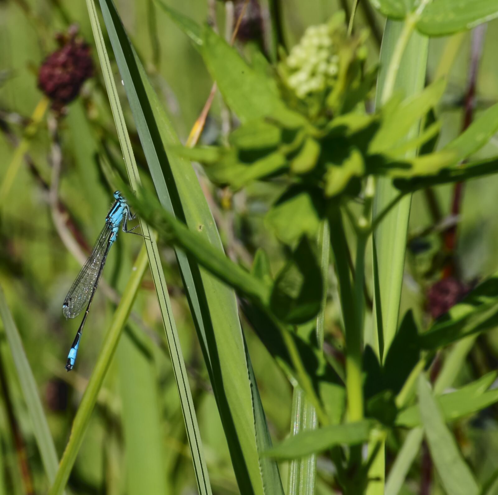 Nikon D90 sample photo. Blue dragonfly, bubble, macro photography