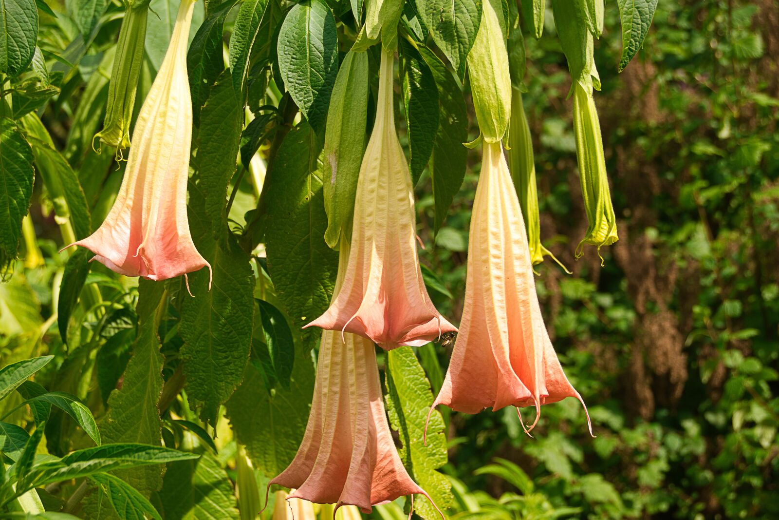 Sony ILCA-77M2 sample photo. Angel trumpet, pink, toxic photography