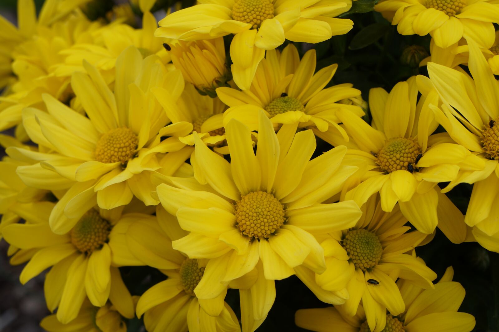 Sony Alpha a3000 sample photo. Flowers, yellow, blossom photography