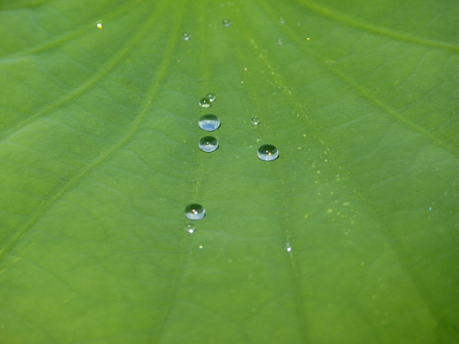 Panasonic Lumix DMC-FZ35 (Lumix DMC-FZ38) sample photo. Lotus effect, drip, water photography