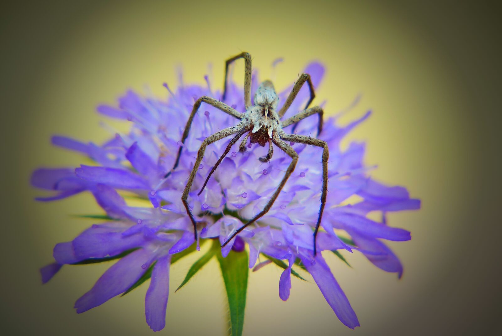 Panasonic Lumix DMC-FZ200 sample photo. Darownik wonderful, female, spider photography