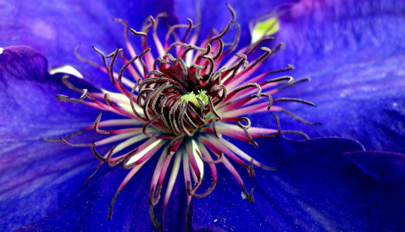 Sony Cyber-shot DSC-RX100 sample photo. Clematis, blossom, bloom photography