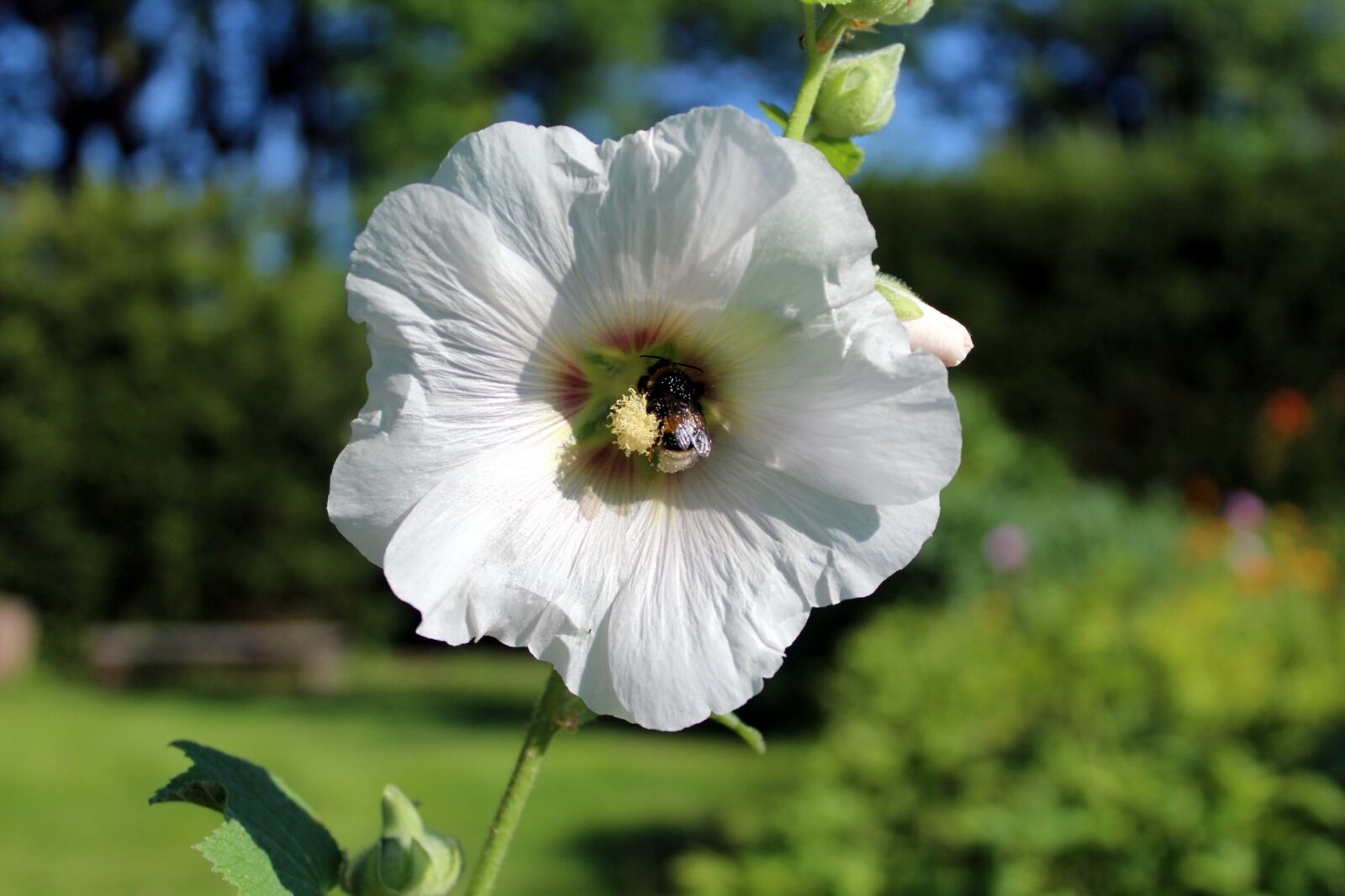 Canon EOS 1200D (EOS Rebel T5 / EOS Kiss X70 / EOS Hi) sample photo. Mallow, nature, flowering photography