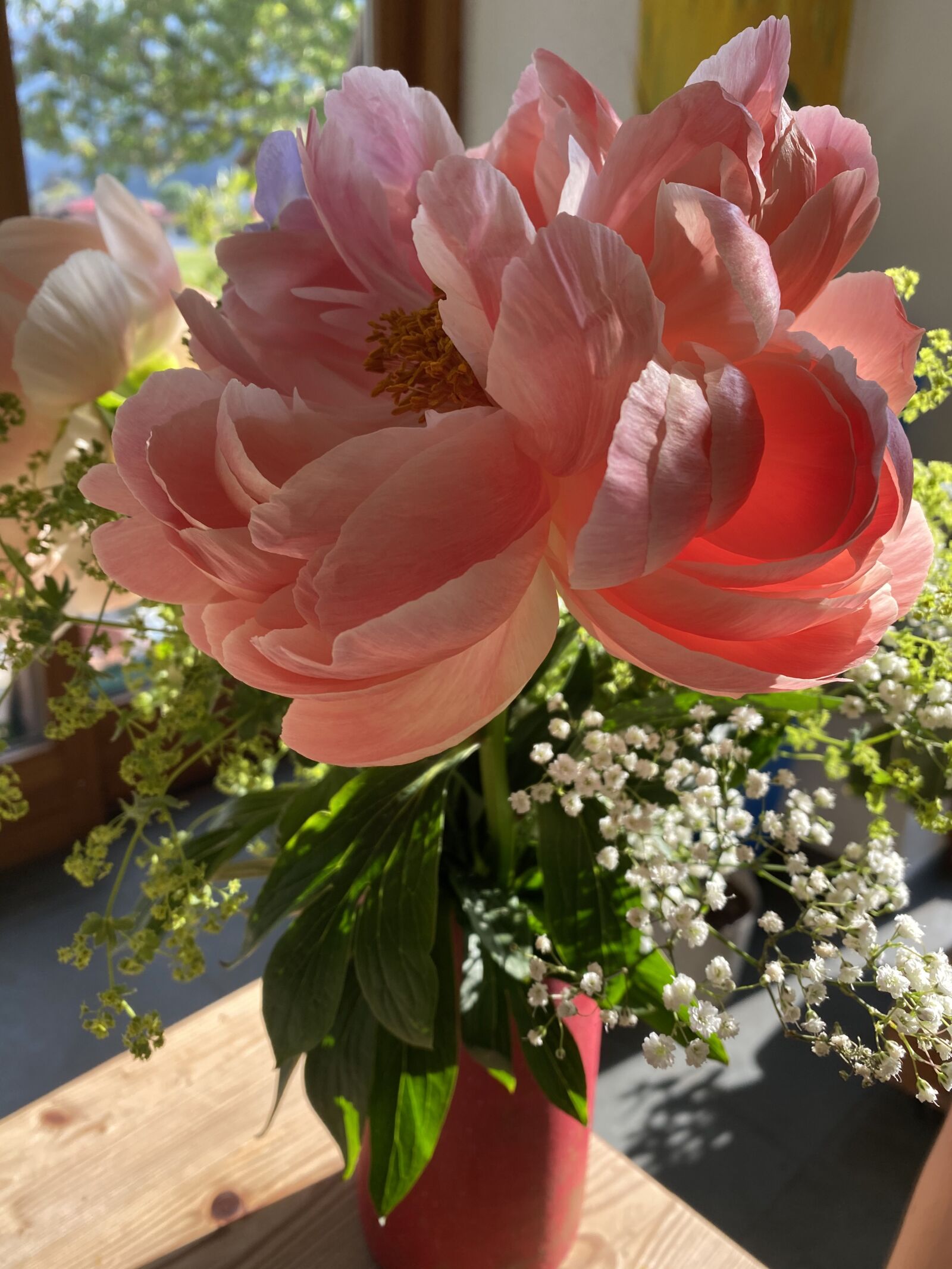Apple iPhone 11 Pro sample photo. Peony, blossom, bloom photography
