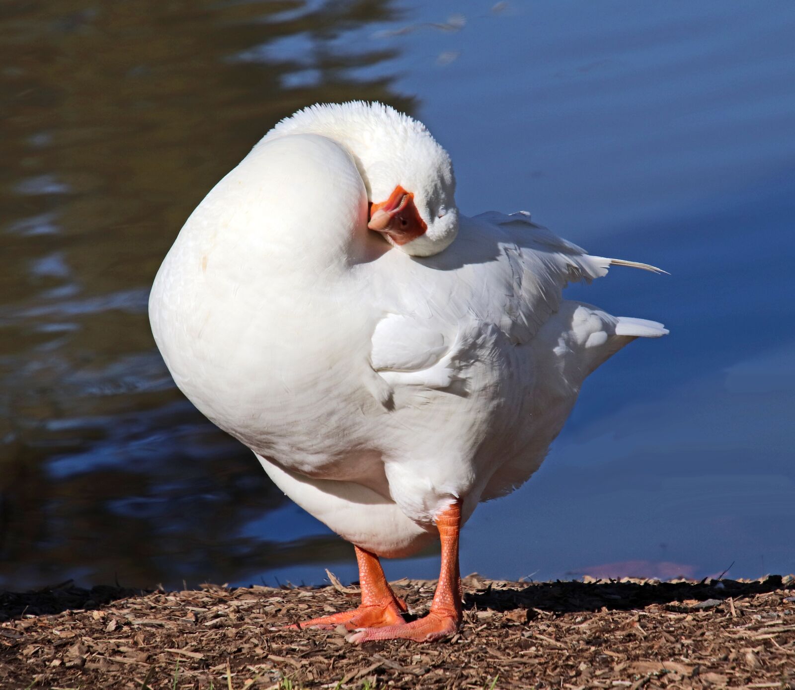 Canon EOS 800D (EOS Rebel T7i / EOS Kiss X9i) sample photo. Goose, bird, poultry photography