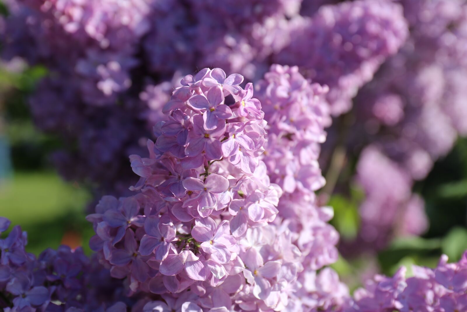 Canon EF 24-70mm F4L IS USM sample photo. Garden, flowering, floral photography