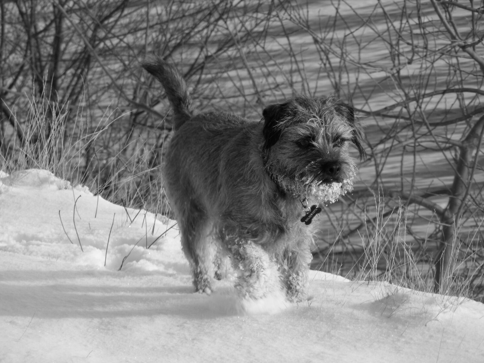 Fujifilm FinePix S5800 S800 sample photo. Snow, dog, border terrier photography