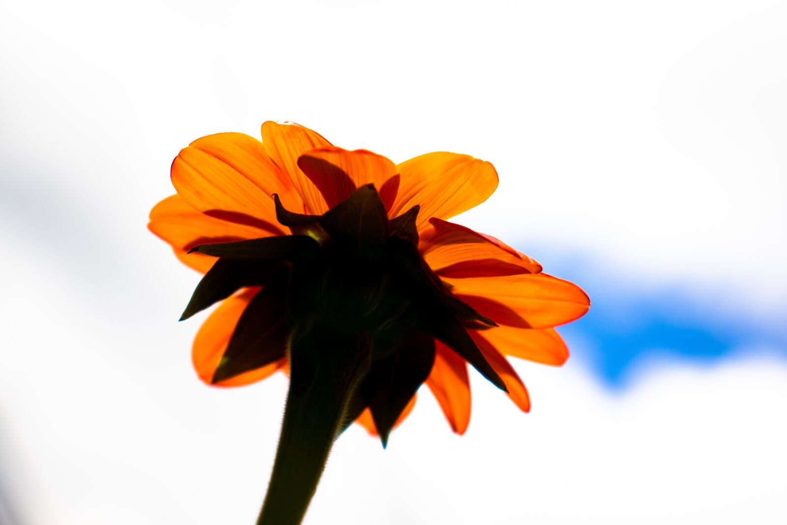 Canon EOS 800D (EOS Rebel T7i / EOS Kiss X9i) sample photo. Daisy, orange daisy, flower photography
