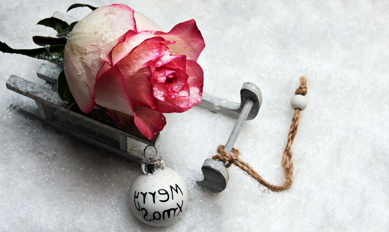 Canon EOS 550D (EOS Rebel T2i / EOS Kiss X4) sample photo. Rose, holiday, petal, winter photography