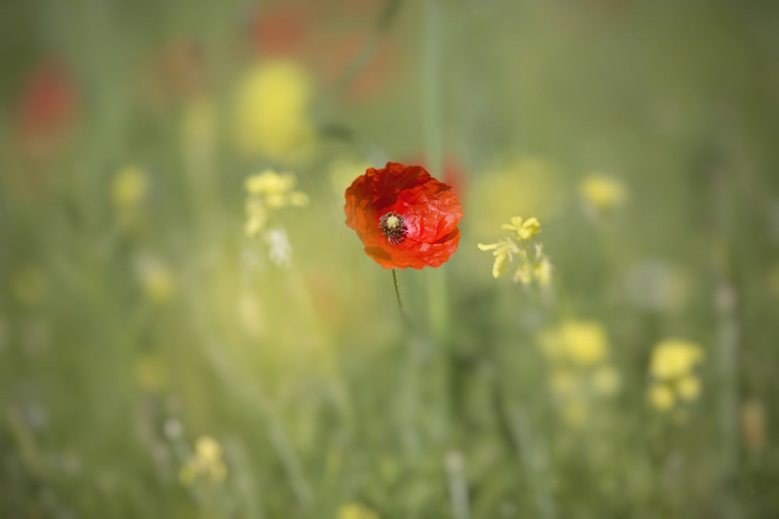 Canon EOS 5D Mark III sample photo. Flower, color, red photography