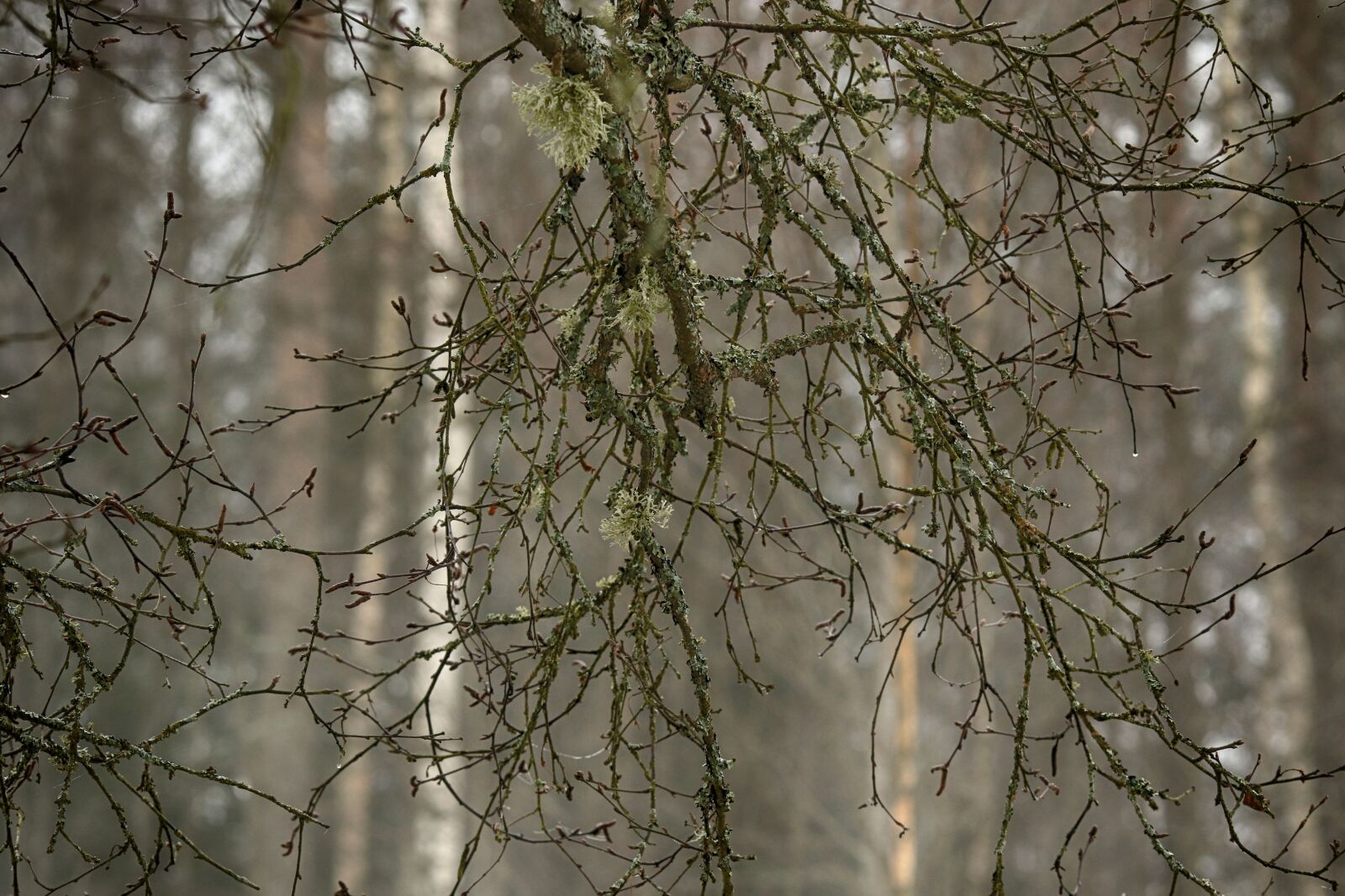 Canon EOS 7D Mark II + Canon EF 135mm F2L USM sample photo. Tree, nature, wood photography