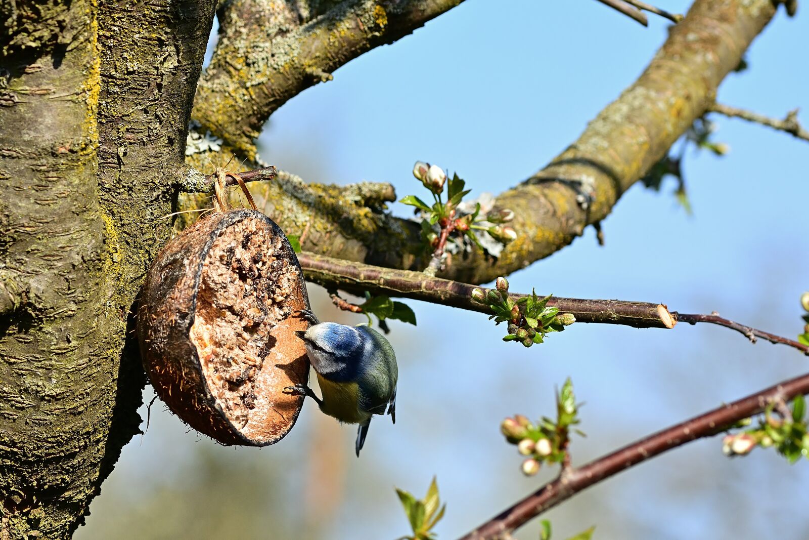 Nikon D5200 sample photo. Garden, blue tit, songbird photography