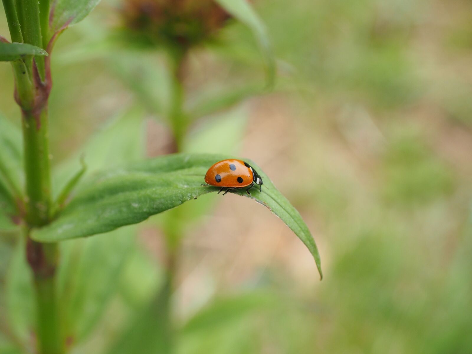 Olympus OM-D E-M1 + Olympus M.Zuiko Digital ED 12-40mm F2.8 Pro sample photo. Ladybug, coccinellidae, beetle photography