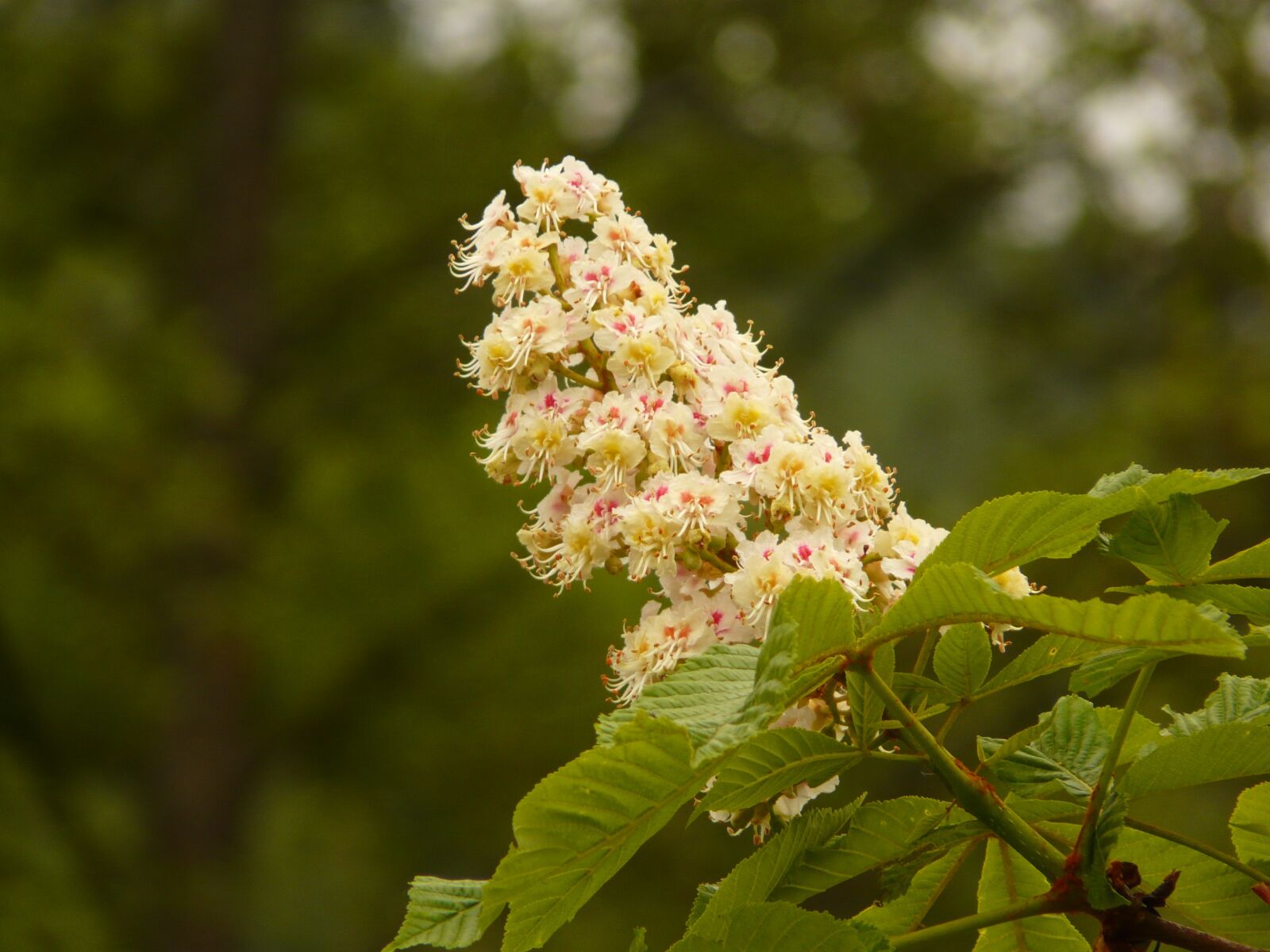 Panasonic DMC-FZ18 sample photo. Chestnut, chestnut blossom, tree photography