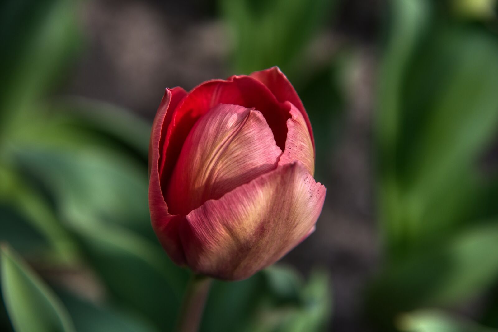 Nikon D750 sample photo. Tulip, blossom, bloom photography