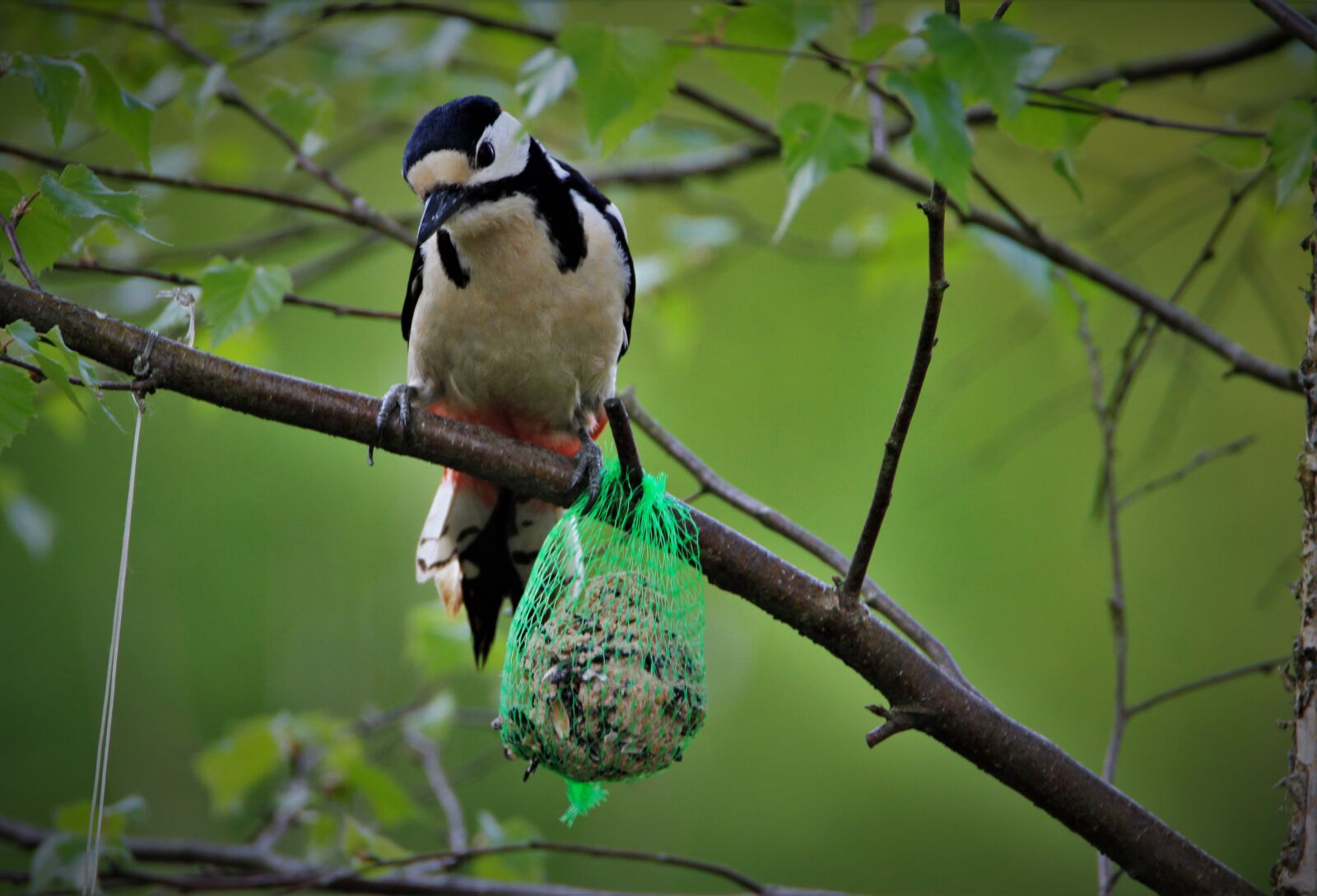 Tamron SP 150-600mm F5-6.3 Di VC USD sample photo. Great spotted woodpecker, fat photography