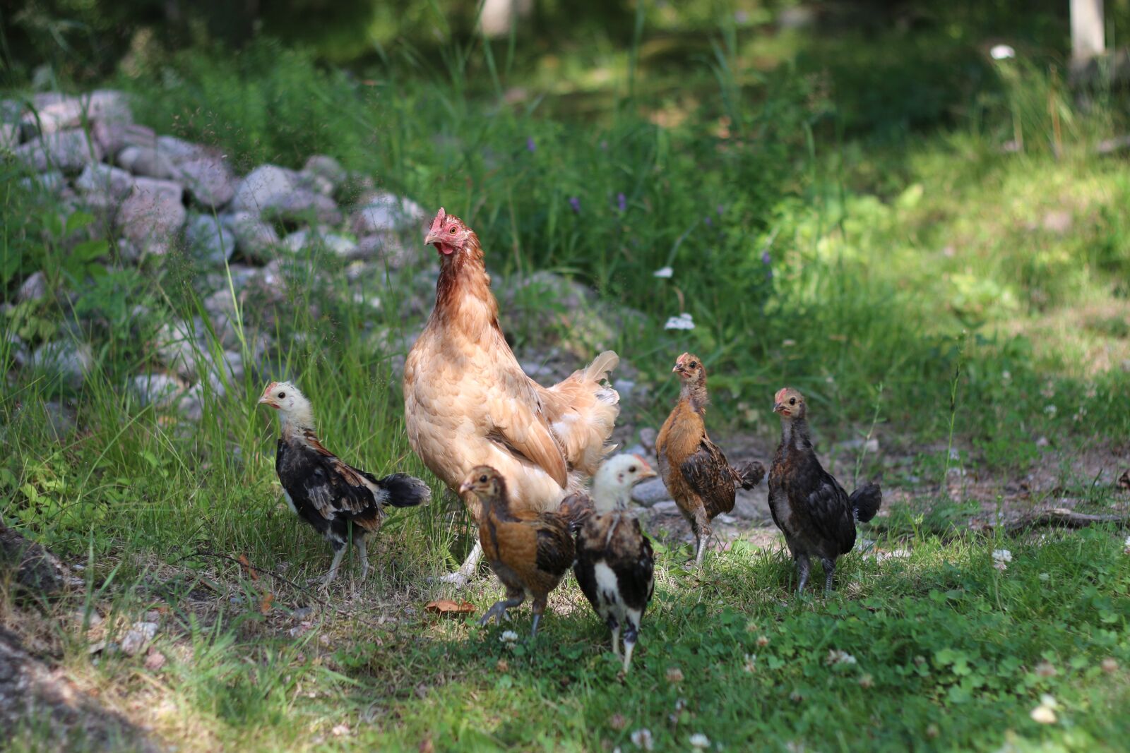 Canon EOS 70D + Canon EF 50mm F1.8 II sample photo. Chicken, chick, farm photography